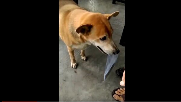 Chú chó giúp chủ nghèo bán vé số ở Cà Mau - Sputnik Việt Nam