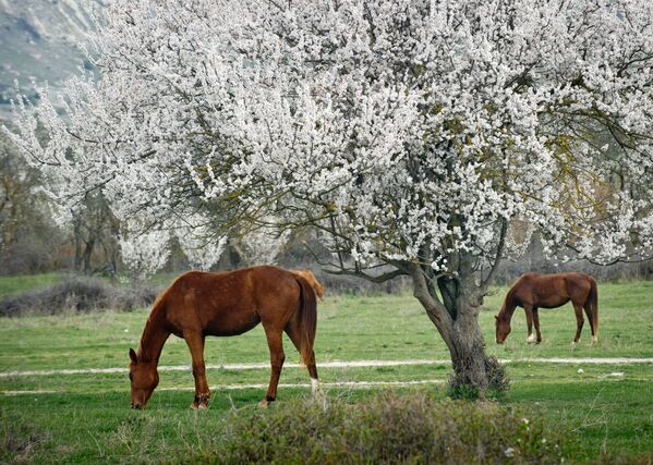 Nga. Mùa xuân trên Crưm. Ngựa gặm cỏ trên nền cây nở hoa. - Sputnik Việt Nam