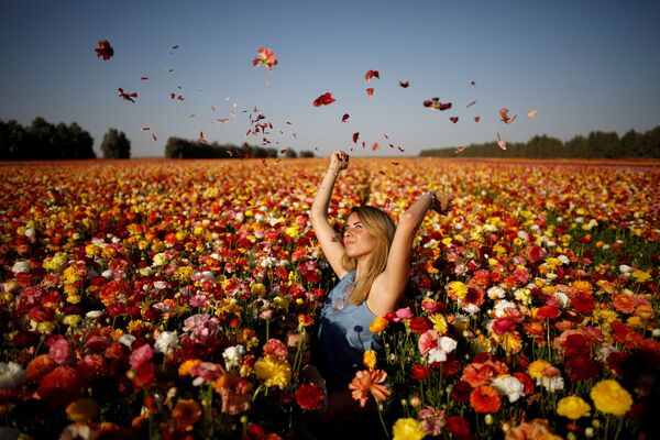 Israel. Cô gái tạo dáng cho bức ảnh trên cánh đồng hoa. - Sputnik Việt Nam