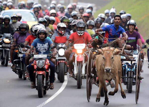 Sri Lanca. Lễ hội Năm Mới. Người tham gia cuộc đua bò truyền thống và các cổ động viên chạy xe máy. - Sputnik Việt Nam
