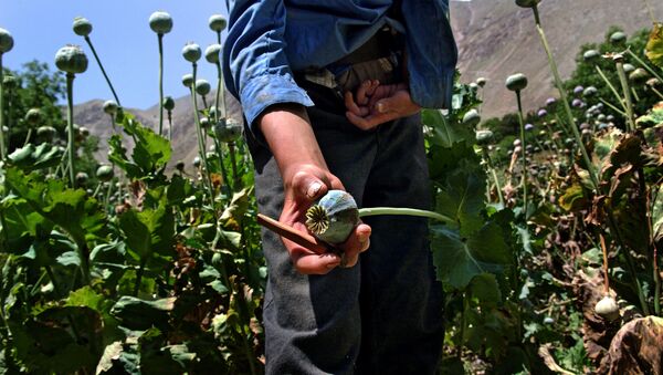 Sản xuất ma túy ở Afghanistan đã tăng 50 lần - Sputnik Việt Nam