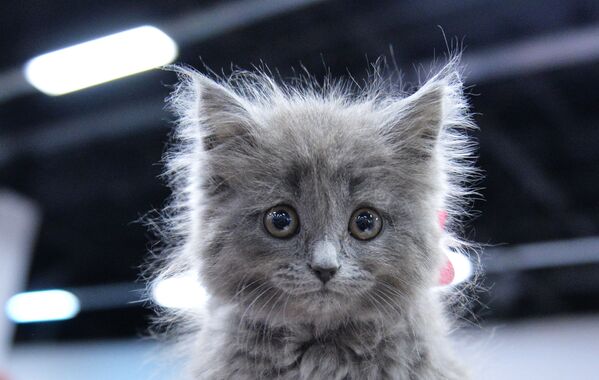 Một trong những thành viên tham gia Triển lãm Mèo quốc tế tại Matxcơva  - “nàng mèo Anh lông dài”. - Sputnik Việt Nam