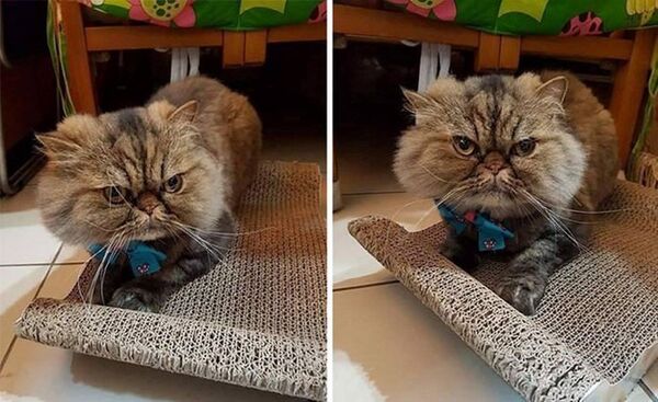 Con mèo giống Persian tên là Jin Jin Con mèo giống Persian tên là Jin Jin - Sputnik Việt Nam