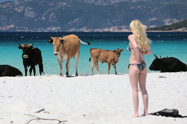 Pháp, đảo Corsica. Trên bãi biển. Rõ rang là lũ bò địa phương quyết định phải tắm nắng ... - Sputnik Việt Nam