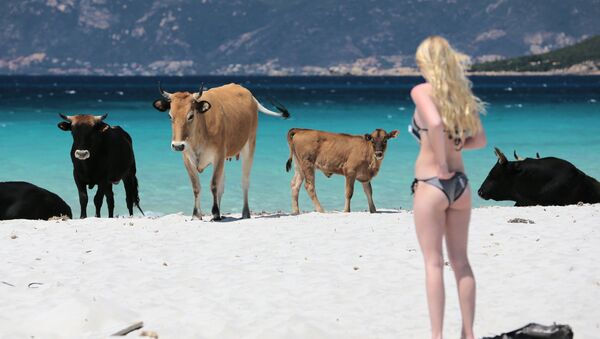 Pháp, đảo Corsica. Trên bãi biển. Rõ rang là lũ bò địa phương quyết định phải tắm nắng ... - Sputnik Việt Nam