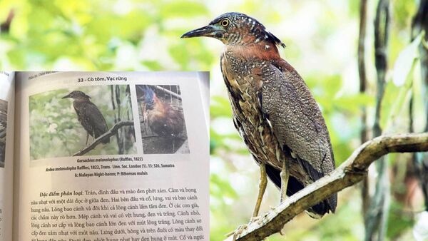 Ảnh Vạc rừng của Tăng A Pẩu trên một trang sách của Chim Việt Nam - Sputnik Việt Nam