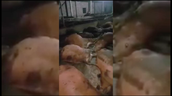 Vĩnh Phúc: bò khỏe mạnh chết đột ngột do bị đầu độc? - Sputnik Việt Nam