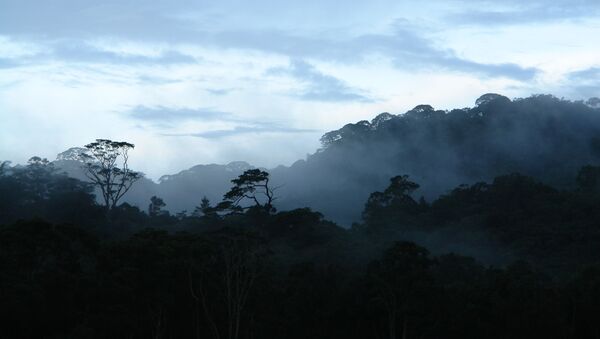khu rừng cận nhiệt đới trên cao nguyên Langbian (miền Nam Việt Nam)  - Sputnik Việt Nam