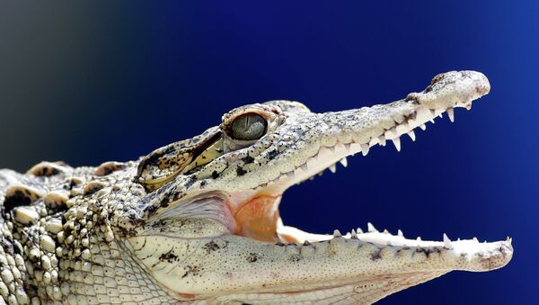 A young Cuban crocodile opens its jaws in a quarantined enclosure at the National Zoo in Havana, Cuba - Sputnik Việt Nam