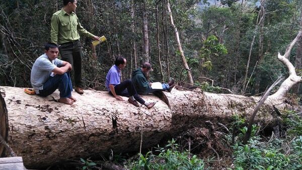 Một cây du sam lớn bị phát hiện chặt hạ ngay trong Khu bảo tồn thiên nhiên Nam Nung - Sputnik Việt Nam