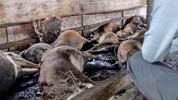 Hiện trường vụ điện giật chết 16 con bò. - Sputnik Việt Nam