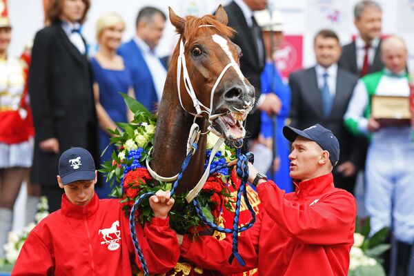 Chú ngựa nòi Konard Lord giành chiến thắng trong cuộc đua tranh giải thưởng của Tổng thống Liên bang Nga - 2017 tại trường đua Matxcơva. - Sputnik Việt Nam