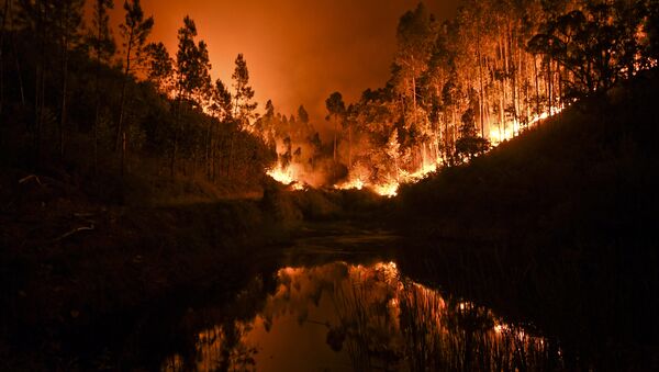 cháy rừng ở Bồ Đào Nha - Sputnik Việt Nam