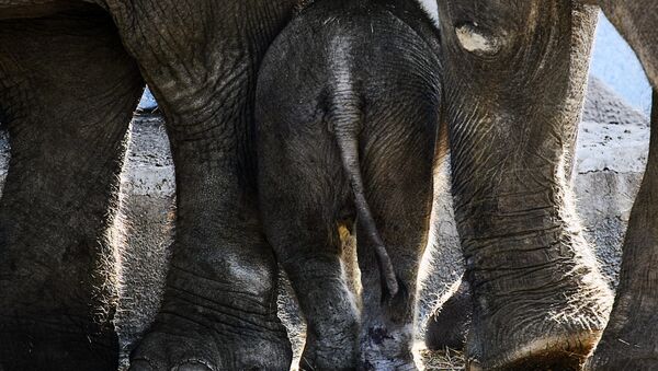 Детеныш азиатского слона в Московском зоопарке - Sputnik Việt Nam
