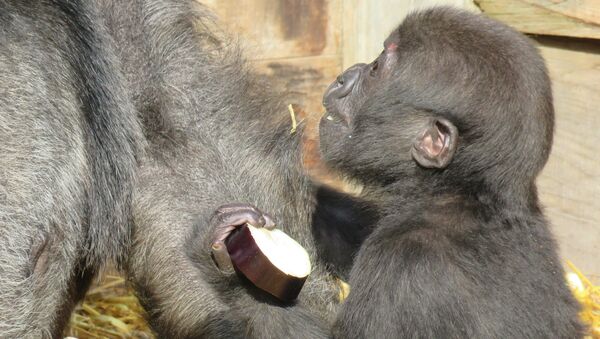 Bristol Zoo baby gorilla - Sputnik Việt Nam