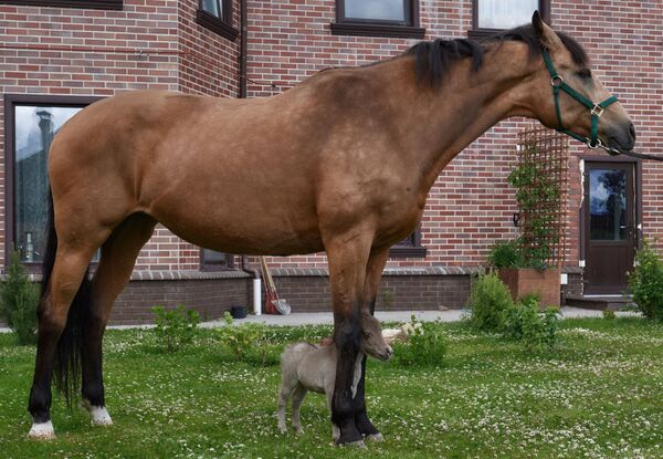 Chú ngựa con Gulliver ở trang trại Hidalgo chuyên chăn nuôi giống ngựa nhỏ từ Mỹ, làng Skotnoe, tỉnh Leningrad - Sputnik Việt Nam