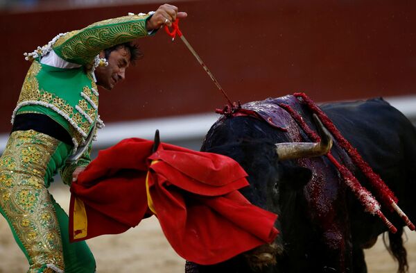Dũng sĩ đấu bò Tây Ban Nha đâm kiếm trong hội chợ đấu bò San Isidro ở Madrid - Sputnik Việt Nam