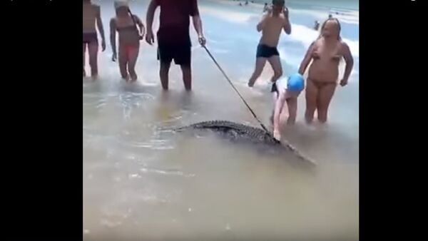 Dân mạng xôn xao trước video người tắm cho cá sấu ở Biển Đen - Sputnik Việt Nam