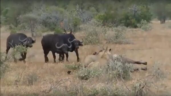 Tại Nam Phi, một đàn trâu cứu thoát đồng loại khỏi sư tử. - Sputnik Việt Nam