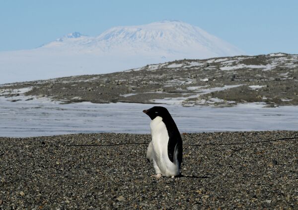 Cư dân bản địa của lục địa thứ sáu - một con chim cánh cụt  đang tạo dáng .... - Sputnik Việt Nam