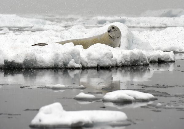 Thêm một thường trú dân ở Nam Cực - Hải cẩu Weddell - nghỉ ngơi trên tảng băng. - Sputnik Việt Nam