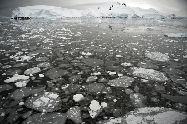 Tảng băng vỡ trên mặt biển ở bán đảo Nam Cực. - Sputnik Việt Nam