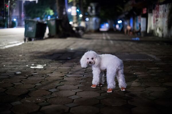 Chó con mang bốt dạo phố, Hà Nội - Sputnik Việt Nam