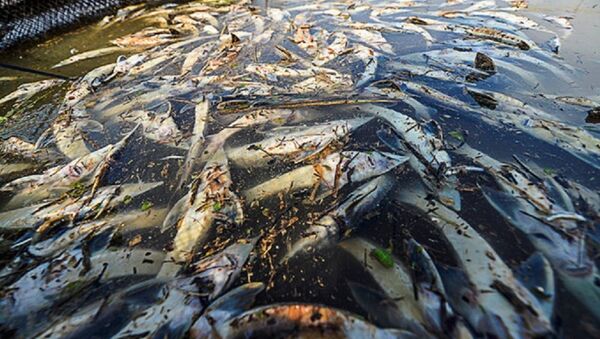 Thủy điện Hòa Bình xả lũ khiến hơn 400 tấn cá của người dân bị chết - Sputnik Việt Nam