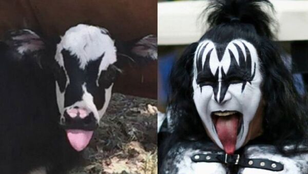 Ở Texas xuất hiện con bò với bộ mặt của nhạc sĩ nhóm Kiss - Sputnik Việt Nam