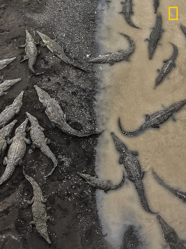 Tarun Sinha. Crocodiles at Rio Tarcoles. Giải 3 trong hạng mục Thiên nhiên. - Sputnik Việt Nam