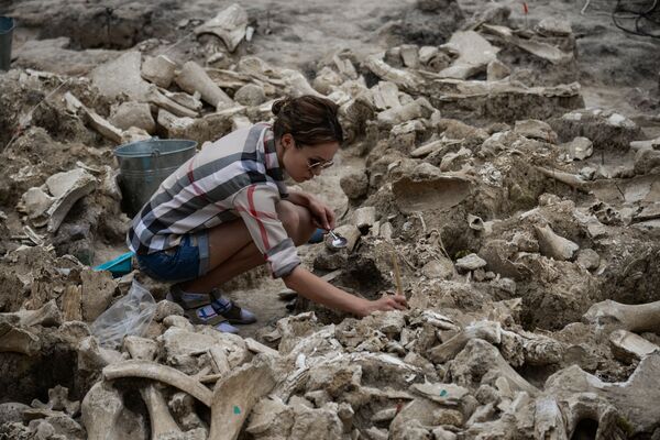 Viện Bảo tàng-Khảo cổ Kostenki (vùng Voronezh của Nga). Tẩy sạch xương voi ma-mút tìm được qua cuộc khai quật. - Sputnik Việt Nam