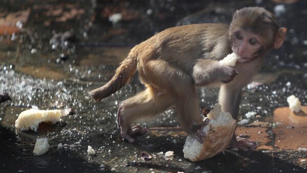 con khỉ ăn bánh mì - Sputnik Việt Nam