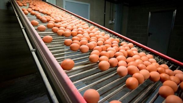Mới đây, các cơ quan chức năng của Hong Kong đã phát hiện ra một lượng lớn trứng được nhập khẩu từ Hà Lan bị nhiễm thuốc trừ sâu. - Sputnik Việt Nam