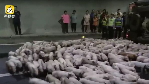 Hàng trăm con heo chạy trốn trong đường hầm - Sputnik Việt Nam