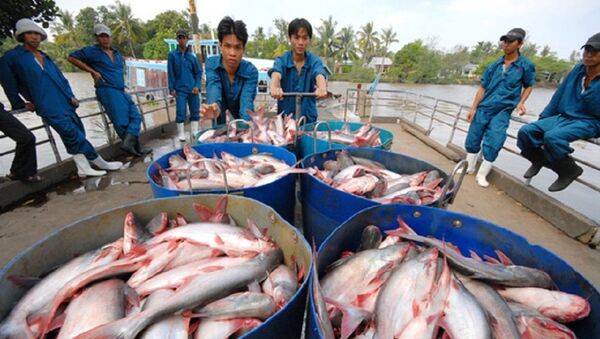 Người nuôi cá tra cần tỉnh táo, không nên tăng diện tích nuôi - Sputnik Việt Nam