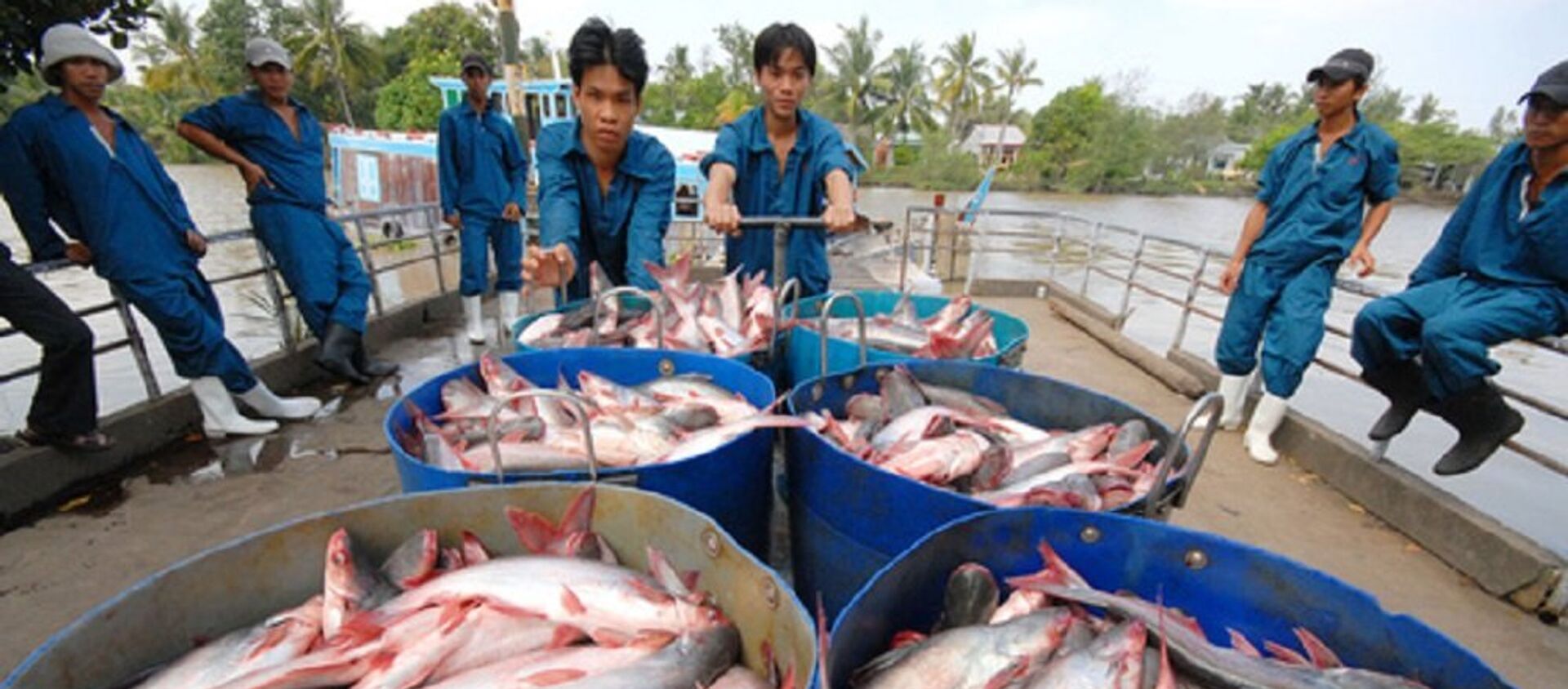 Người nuôi cá tra cần tỉnh táo, không nên tăng diện tích nuôi - Sputnik Việt Nam, 1920, 01.03.2018