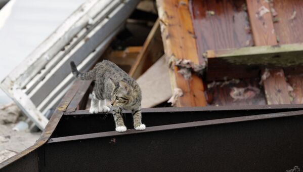 Con mèo trên tàn tích tòa nhà bị bão tàn phá - Sputnik Việt Nam