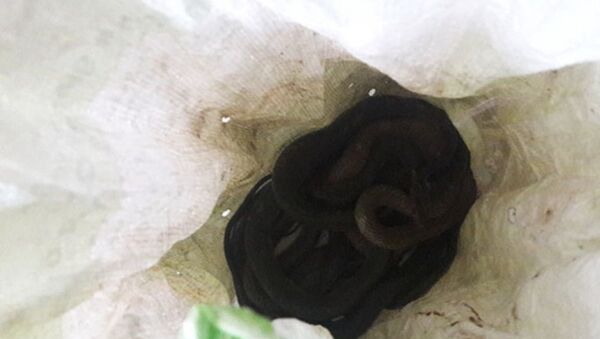 Bao tải chứa đầy rắn được phát hiện vào tối ngày 29/8 khiến cả tổ 9, phường Tân Chính (quận Thanh Khê, TP Đà Nẵng) hoang mang. - Sputnik Việt Nam