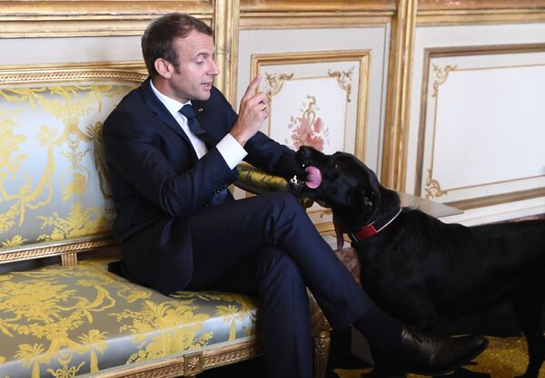 Tổng thống Pháp Emmanuel Macron cùng với chú chó cưng Nemo. - Sputnik Việt Nam