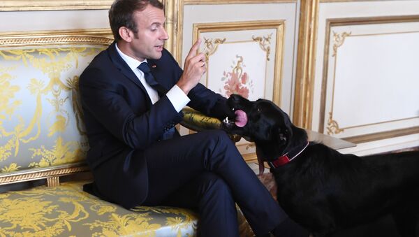 Tổng thống Pháp Emmanuel Macron cùng với chú chó cưng Nemo. - Sputnik Việt Nam