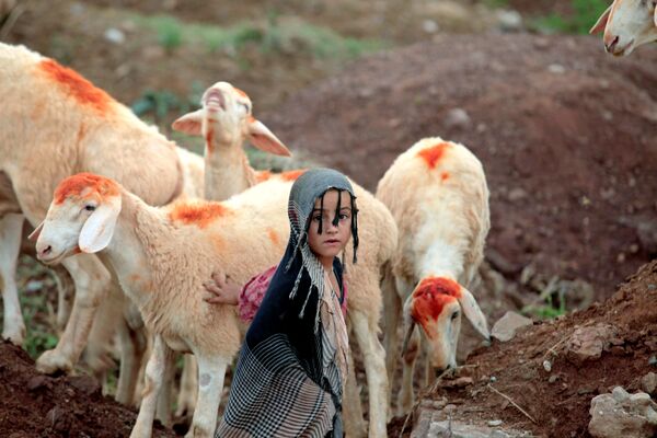 Pakistan. Bé gái bên cạnh những con cừu được mang bán làm vật tế trong kỳ lễ Hồi giáo Eid al-Adha. - Sputnik Việt Nam