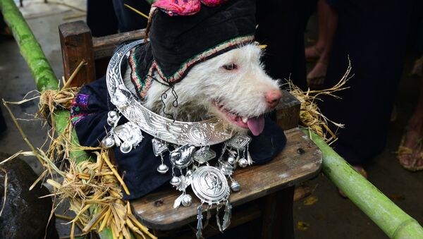 Собака, одетая в шапку и рубаху, во время фестиваля поклонения собакам в Китае - Sputnik Việt Nam
