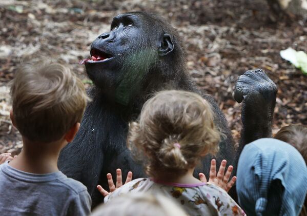 Trong thế giới động vật. Đức. Trẻ em xem con tinh tinh-gorilla, cư dân Vườn thú thành phố Frankfurt. - Sputnik Việt Nam