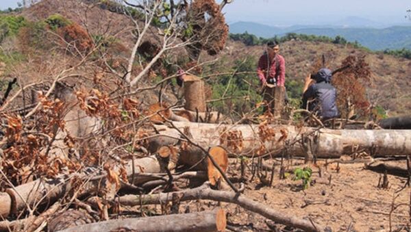 Những cánh rừng bị tàn phá không thương tiếc - Sputnik Việt Nam