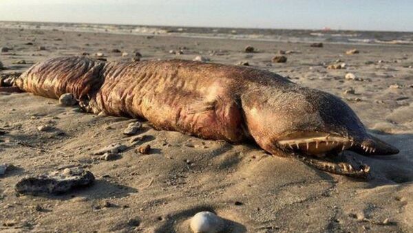 Bão Harvey đã ném con quái vật với hàm răng tua tủa trên bãi biển ở Texas - Sputnik Việt Nam