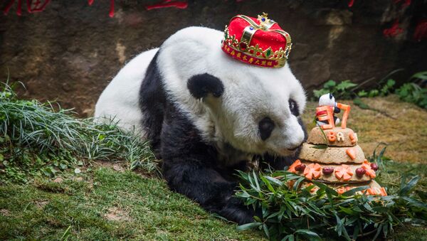 Самая старая панда в мире 37-летняя Басы - Sputnik Việt Nam