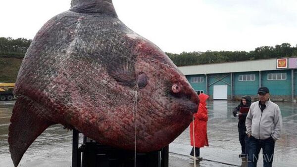 Con cá khổng lồ tại Nga phải ba ngày mới kéo được lên bờ - Sputnik Việt Nam