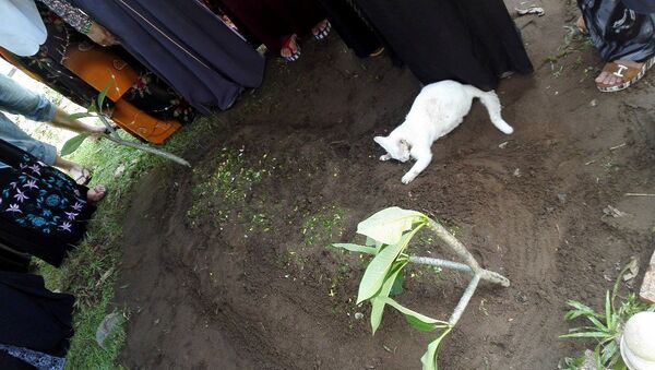 Кот пришел на похороны хозяина и попытался раскопать его могилу. - Sputnik Việt Nam