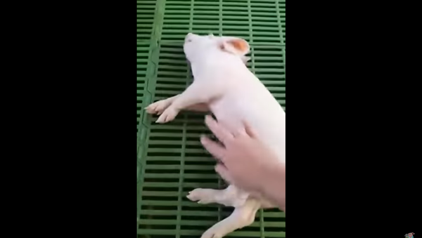 Chú lợn con ngủ say như chết (Video) - Sputnik Việt Nam