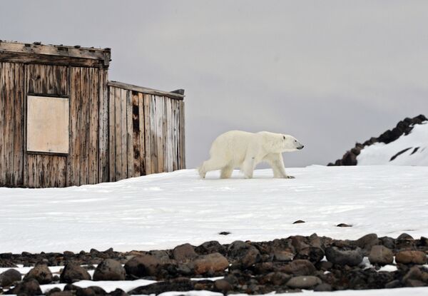 Gấu trắng ở trạm Bắc cực trên bờ vịnh Tikhaya, đảo Guker, thuộc quần đảo Franz Josef - Sputnik Việt Nam